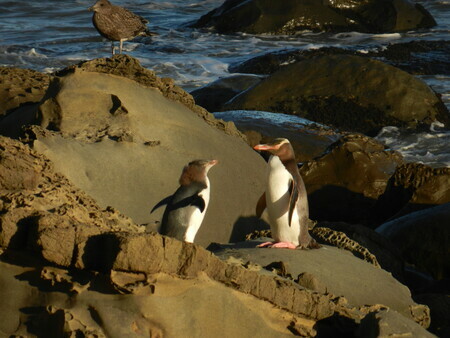 Penguins at Catlins